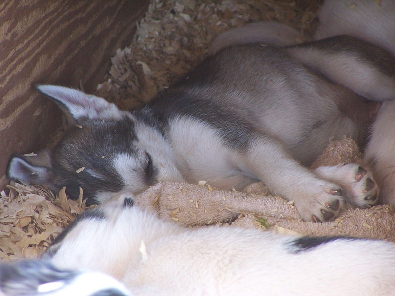peaceful, animals, sleeping, husky, pups, 1080P
