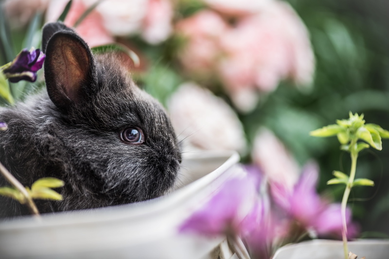 animal, black, forest, domestic animals, portrait, colour, green, flowering plant, focus, domestic, one animal, little, mammal, whisker, animal head, rabbit
