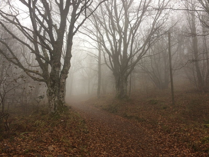 footpath, tranquil Scene, landscape, Alsace, tranquility, plant, land, scenics, tree, War, change, the way forward, nature, fog, environment, bare tree