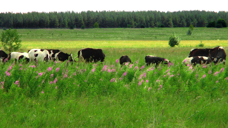 sheep, greens, beauty in nature, even-toed ungulate, herbivorous, no people, cattle, livestock, domestic animals, 5K, bull, pasture, beast, goats, animals