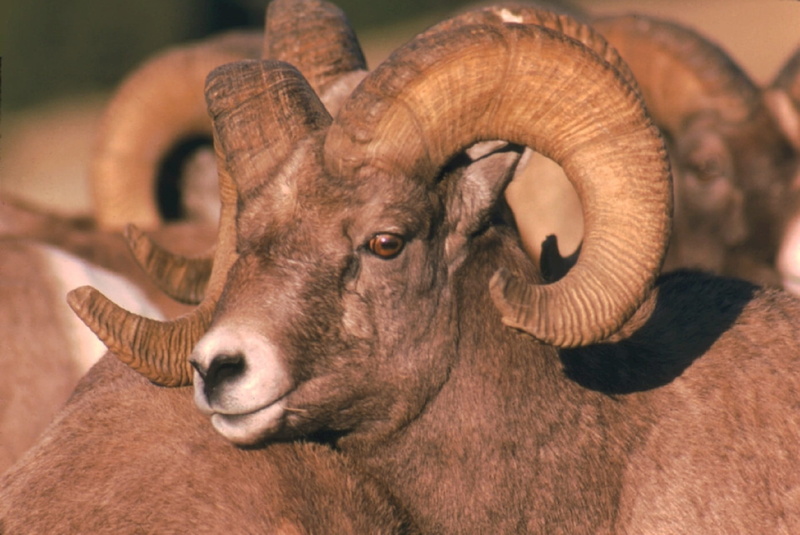 one animal, bighorn, animal body part, animals in the wild, sheep, wild, focus on foreground, portrait, jungle, 1080P, animal, animal wildlife, no people