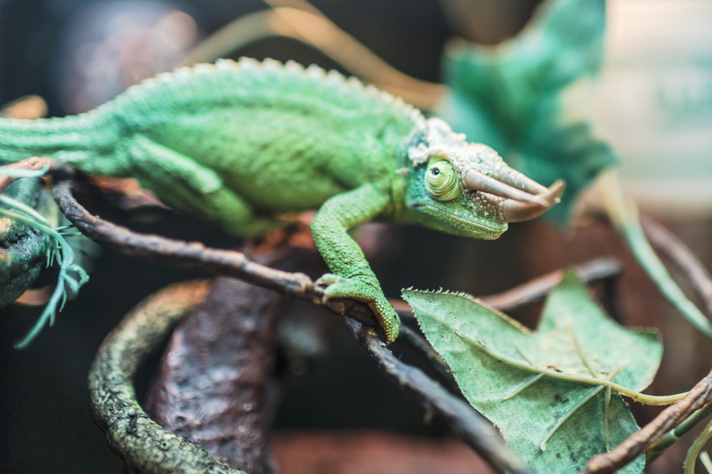 chameleon Jackson, green, chameleon, Horny, horns, 4K, reptile