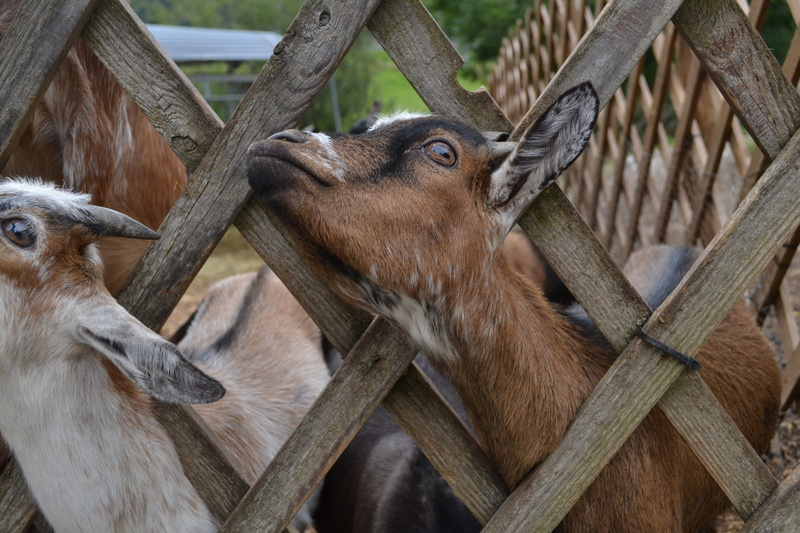 goats, domestic animals, herbivorous, vertebrate, animal, livestock, mammal, no people, animal head, animals in the wild, fence, nature, barrier, outdoors