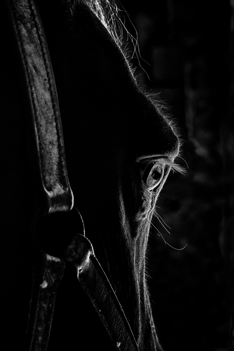 metal, architecture, one animal, insulation, isolation, fragility, il, horse head, hair, eye, sight, plant, head, animal, indoors, watch, close, close-up