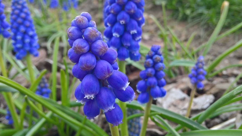 violet, focus on foreground, plant, inflorescence, bunch of flowers, vulnerability, summer, hyacinth, 2K, flower head, small flowers, macro, the delicacy