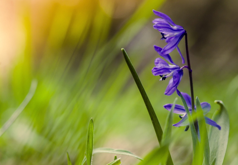 freshness, decorative, focus on foreground, no people, blue, flowering plant, 4K, outdoors, botany, spring flowers, plant, beautiful, flower, natural