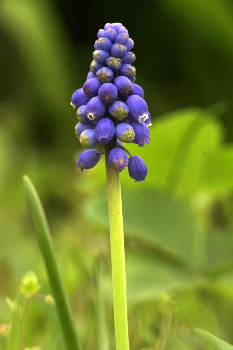 fragility, garden, field, vulnerability, single, bud, inflorescence, no people, purity, spring, the stem, 5K, flowering, focus on foreground, flower head