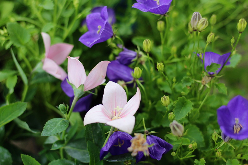 flower, green color, june, flower head, cup, ringtones, outdoors, macro, flowers, garden, plants, 4K, nature, freshness, summer, bells, day, park, flourishing