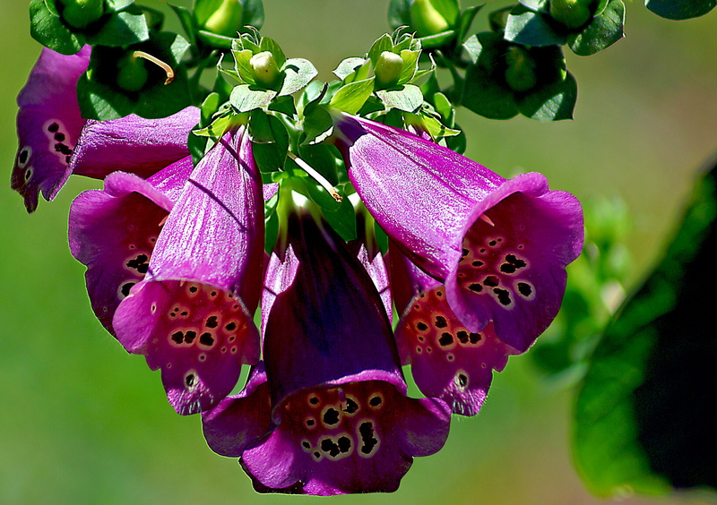 plant part, fragility, petal, focus on foreground, no people, outdoors, plant, violet, flower head, purple, close-up, maroon, leaf, freshness, pollen, vulnerability