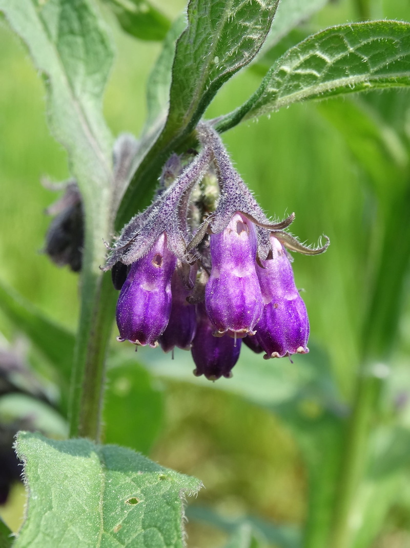 purple, flowering, flower head, no people, closeup, insect, Flower, daisy, fragility, flowering plant, sepal, spring, vulnerability, Lungwort, animal wildlife