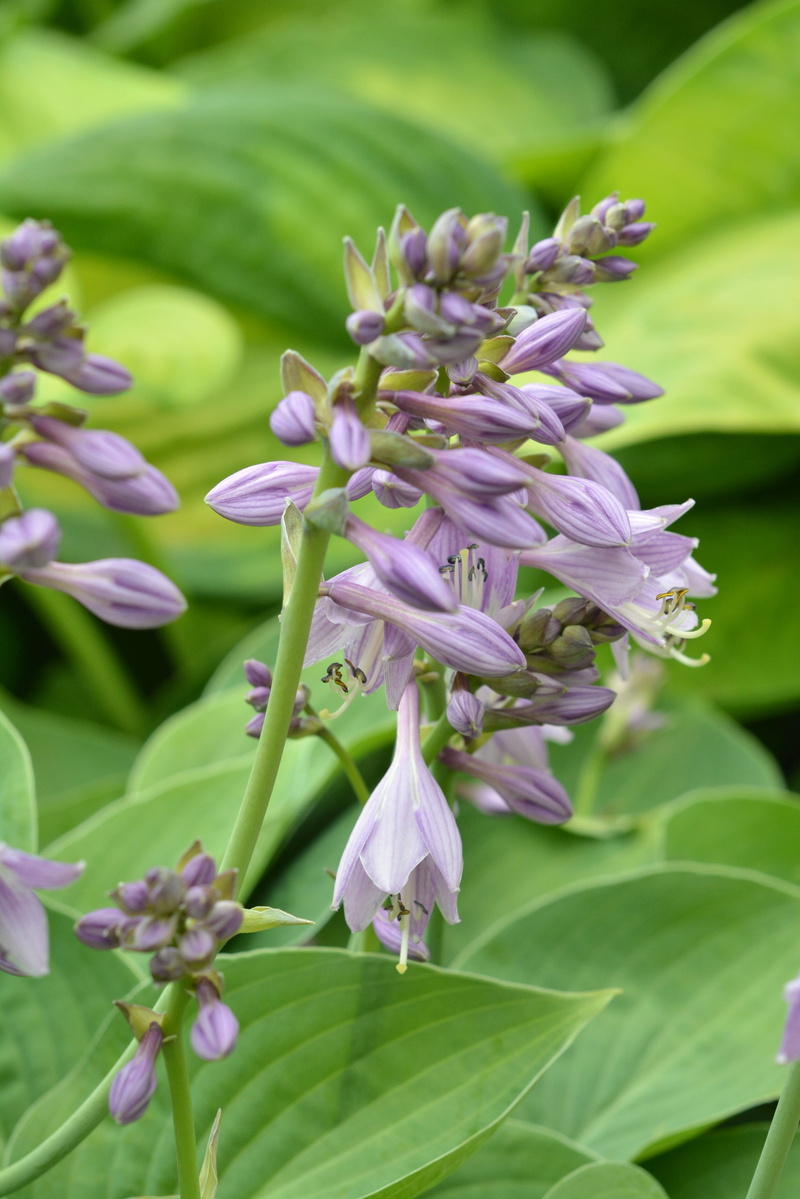 Hosta, Studio, ringtones, no people, day, violet, nature, garden, inflorescence, plant part, Flowers, bloom, 4K, botany, focus on foreground, purple, leaf