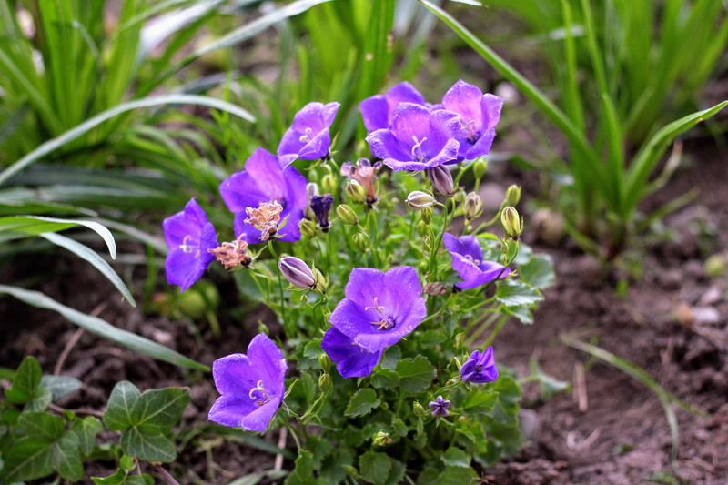 plant, garden, vulnerability, purple, flowering plant, petal, flower, bells, day, ornamental plants, plant part, no people, mountains, springtime, plants