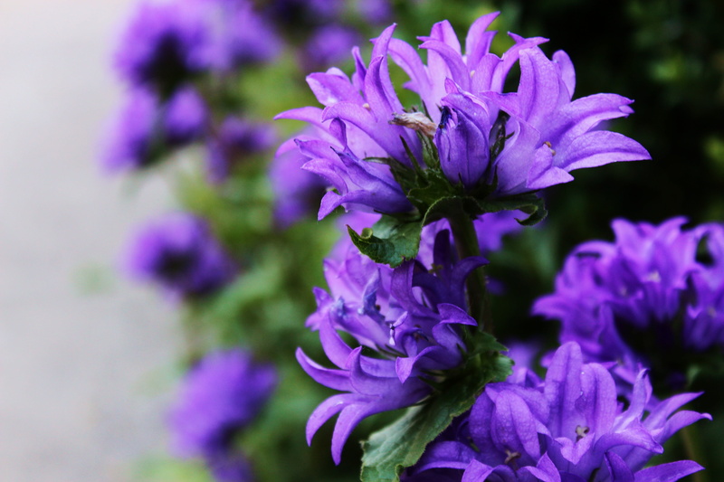natural, blossom, flowers, flowering plant, spring, beauty in nature, ringtone is focused, in the garden, vulnerability, summer, petal, garden flowers
