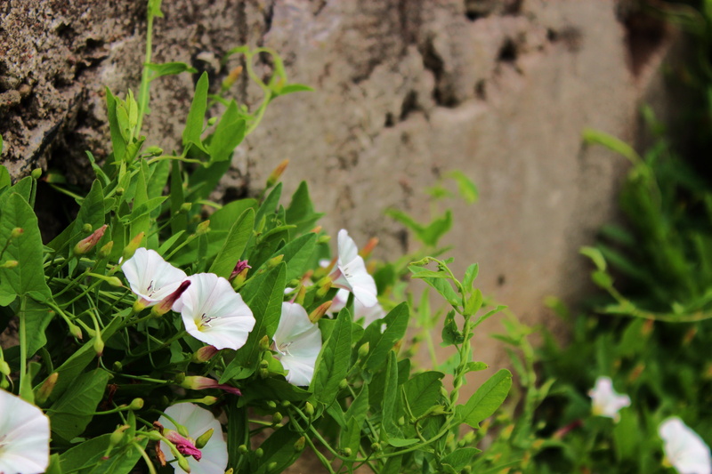 springtime, growth, flowering plant, plants, vulnerability, kwiatusze, flower, white flower, daisy, day, lake dusia, white, 5K, leaf, plant part, no people