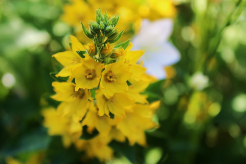 outdoors, garden, spring, close-up, ringtones, the delicacy, selective focus, flowering plant, 5K, herbs, polyana, field, flower, freshness, flowers, day
