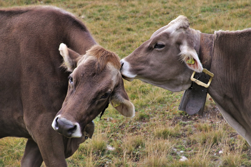 the alps, pets, livestock, animal themes, total, animal family, mountains, domestic, domestic animals, ears, day, group of animals, the style of the country