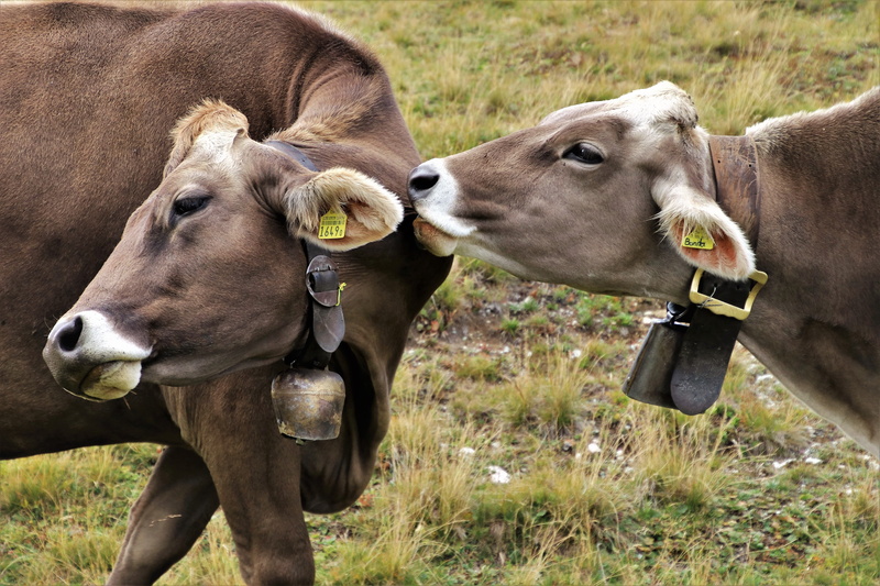 at the end of the year, ringtones, cattle, mammal, animal head, vertebrate, outdoors, animal, pets, grass, livestock tag, graze, the environment, plant