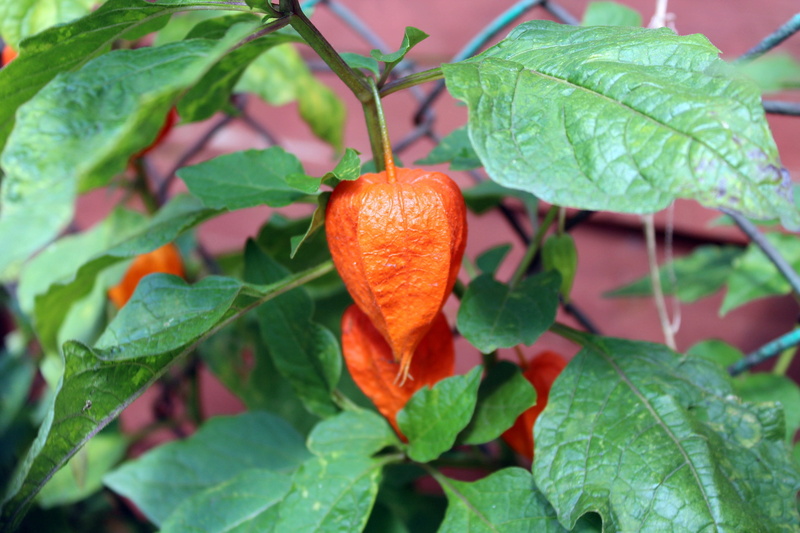 nature, leaf, close-up, orange, day, fruit, orange color, wellbeing, freshness, 2K, lantern, beauty in nature, tomatillo, food and drink, plant, food