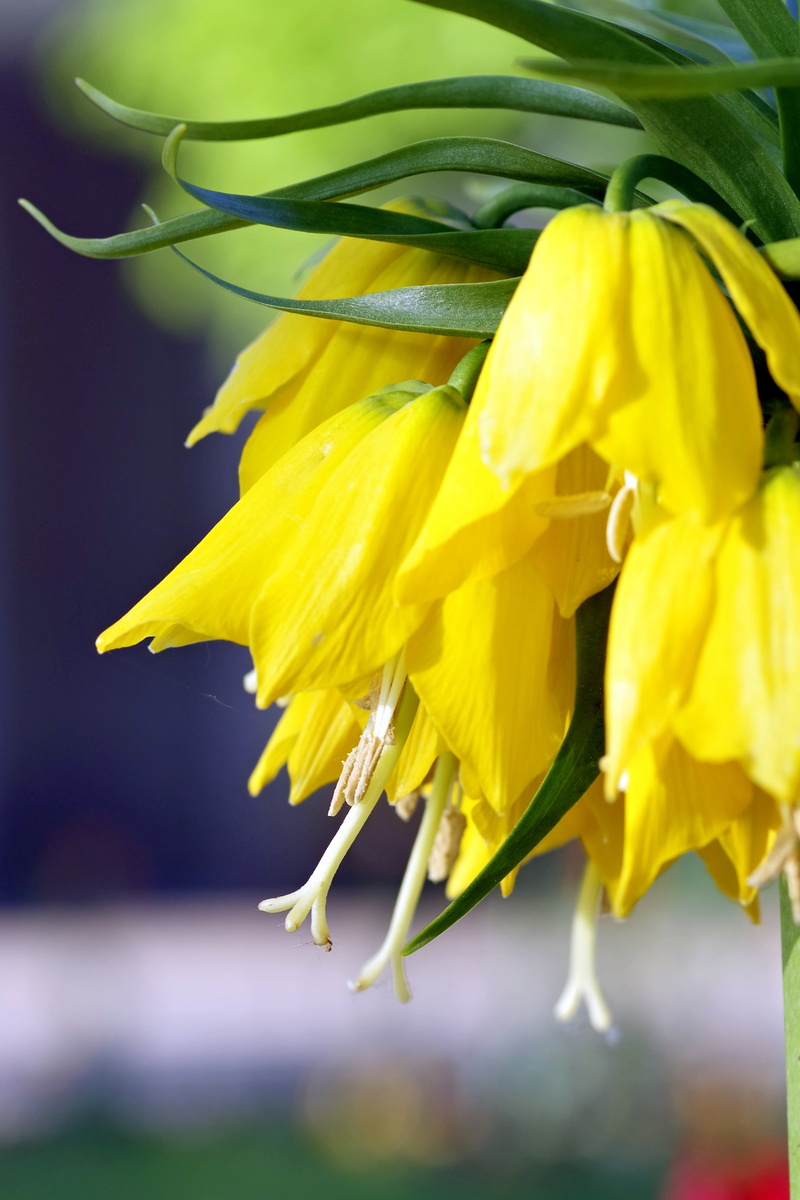 inflorescence, ringtones, close-up, day, beauty in nature, garden, selective focus, park, growth, freshness, flowers, no people, flowering, plant, focus on foreground
