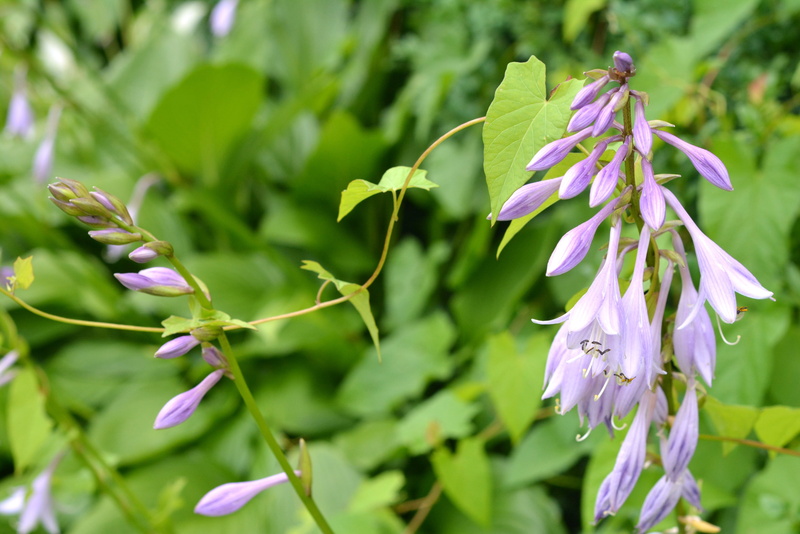 Leaf, 4K, Hosta, plant, close-up, flower, ringtones, fragility, hosta leaf, nature, pollen, petal, Host, purple, garden, violet, beauty in nature, flowering plant