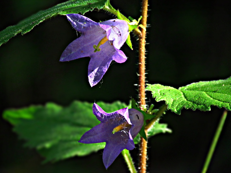 freshness, focus on foreground, leaf, ringtone, flower, no people, flowering plant, plants, beauty in nature, inflorescence, purple, plant part, iris - plant