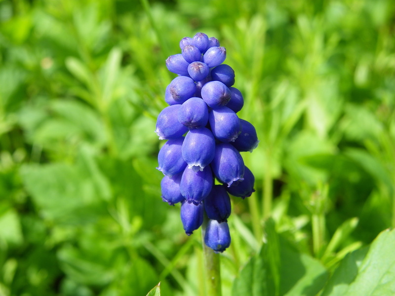 inflorescence, blue, growth, green color, no people, plant, polyana, flower, purple, ringtones, armenian grape hyacinth, freshness, flowering plant, hyacinth