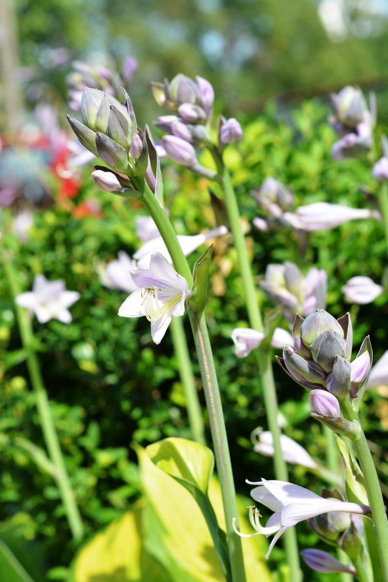 hosta leaf, 4K, Host, Hosta, nature, green color, flowering plant, violet, day, beauty in nature, inflorescence, Hosts, bloom, purple, growth, flower