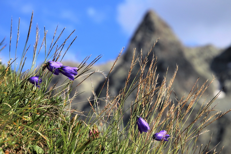 no people, day, summer, flowering plant, 5K, flower head, hill, tranquility, close-up, nature, underfoot, crocus, grass, field, outdoors, the alps, the idyll