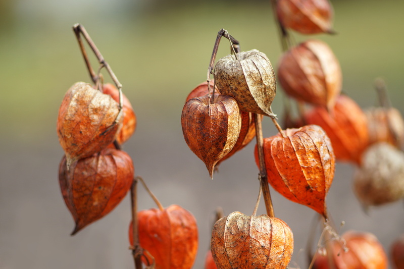 ringtones, food and drink, ripe, food, no people, selective focus, perennial, nature, outdoors, plant stem, hanging, healthy eating, fruit, wellbeing, autumn