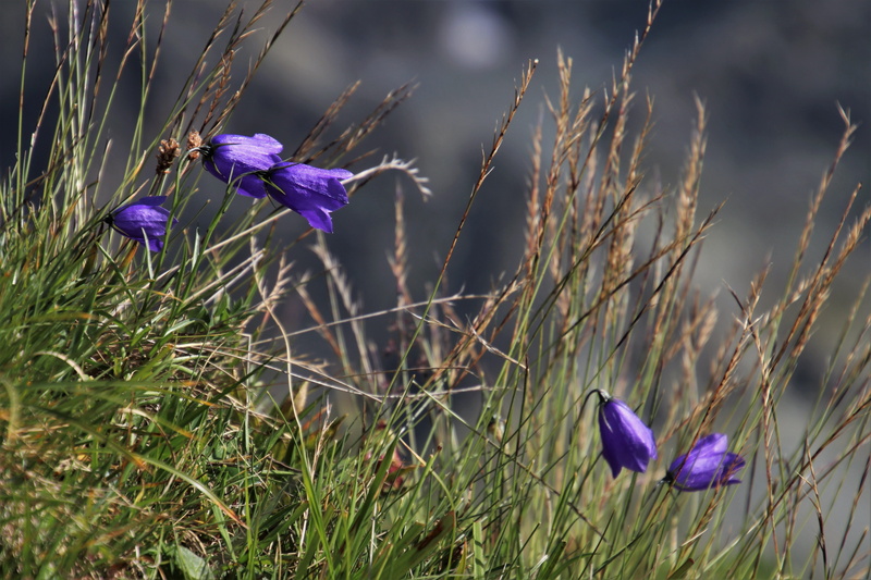 fragility, field, crocus, idyllic, inflorescence, the idyll, failure, beauty in nature, no people, the background, flower, springtime, summer, outdoors