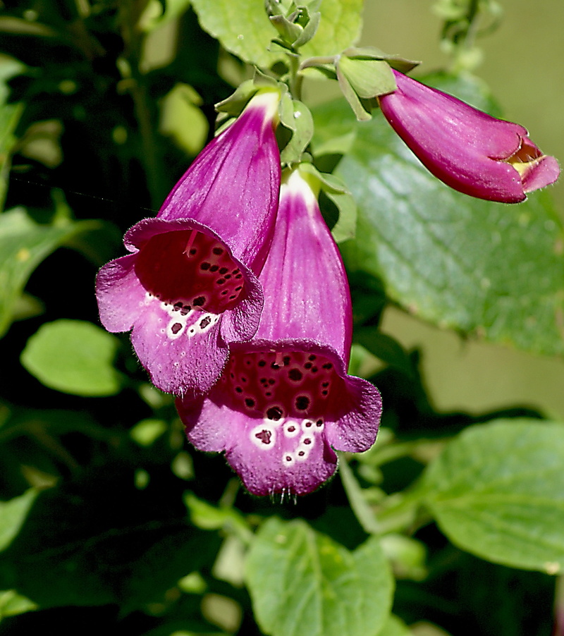 vulnerability, nature, flowering, pollination, plant, invertebrate, flower head, ringtones, pink color, flora, insect, focus on foreground, flourishing