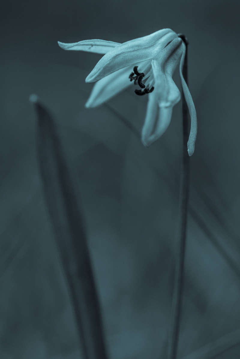 close-up, flower, ringtone, article 1 2, focus on foreground, animals in the wild, 4K, animal wildlife, modern, marine, sea, motion, one animal, design