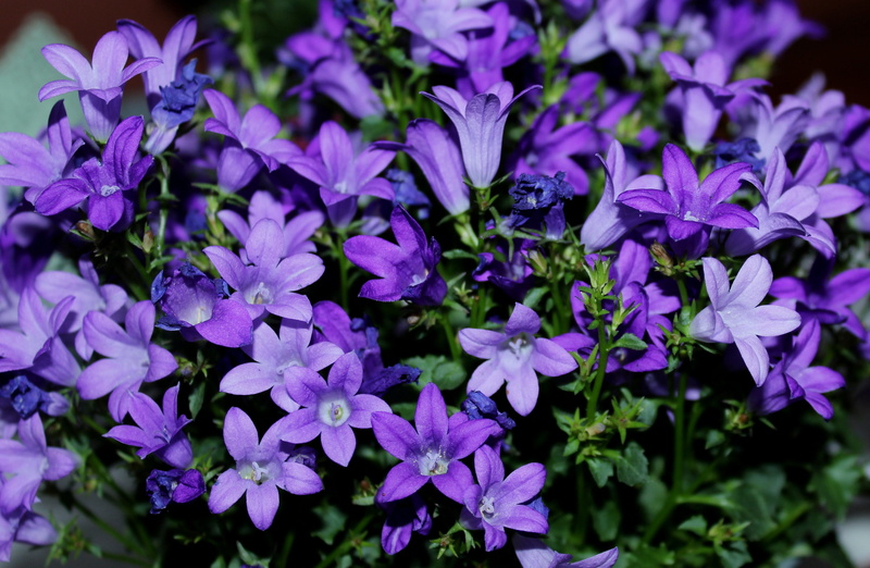 nature, flower head, petal, plants, selective focus, fragility, plant, no people, day, campanula, freshness, bunch of flowers, vulnerability, violet, flowering plant