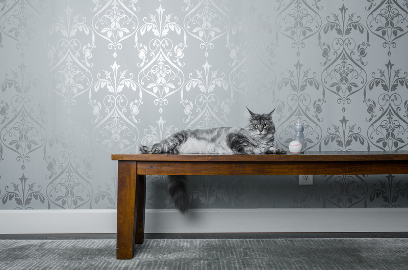 home showcase interior, domestic room, domestic cat, floral pattern, animal themes, animal, eye, domestic animals, cat, pattern, pets, feline, one animal