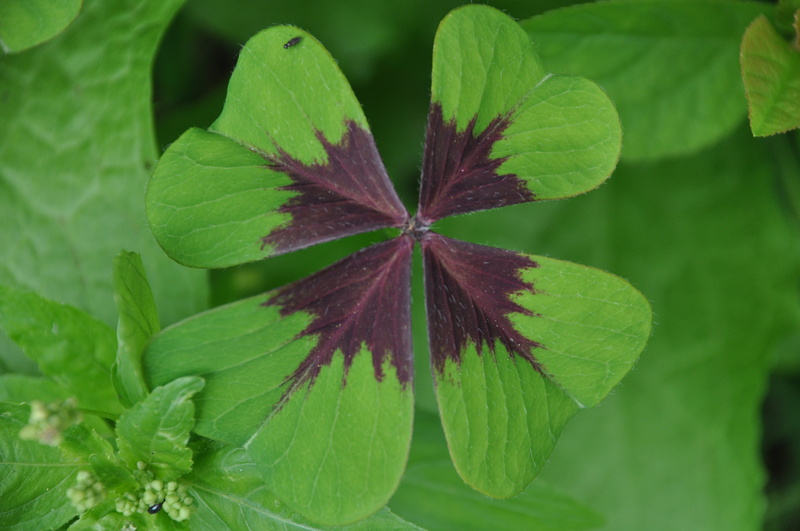 no people, fragility, four-leaf clover, flowering plant, close-up, petal, plant, star, chance, plant part, field, outdoors, flower head, leaf, green, growth