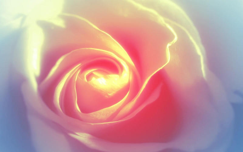 720P, white, golden, tinge, closeup, rose, pink