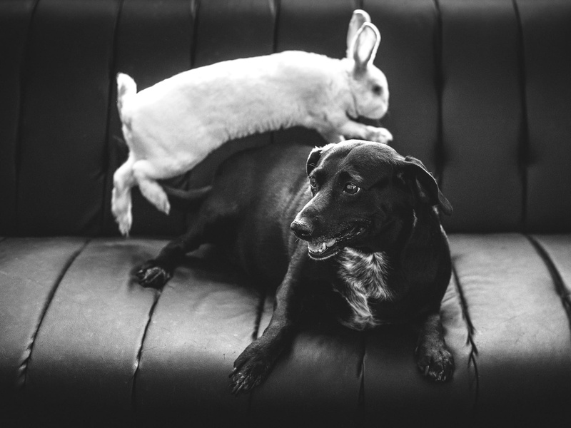 1080P, domestic, medium, canine, home interior, sofa, domestic animals, one animal, small, animal, rabbit, indoors, short, casper, chihuahua - dog, focus on foreground