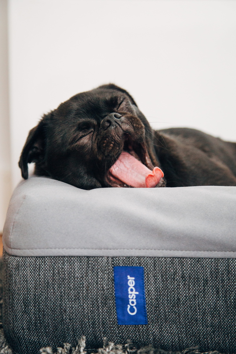 domestic animals, animal themes, bed, 5K, domestic, vertebrate, animal head, yawn, indoors, yawning, animal mouth, tired, dog bed, casper, sleeping, animal