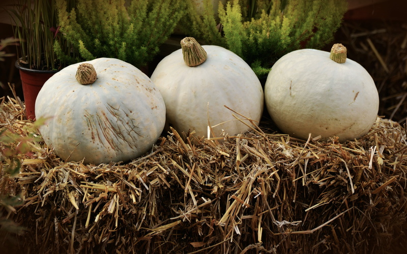 pumpkin, 4K, food and drink, still life, squash, freshness, autumn, harvest, white pumpkin, farm, close-up, hay, straw bales, vegetables, nature, autumn motives