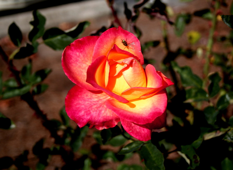 vulnerability, focus on foreground, rose - flower, outdoors, tinged, fragility, orange, pink, beauty, rose, flower head, petal, inflorescence, nature, plant