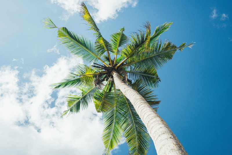 cloud - sky, low angle view, green color, day, no people, plant part, directly below, beauty in nature, coconut palm tree, growth, sky, palm tree, 5K