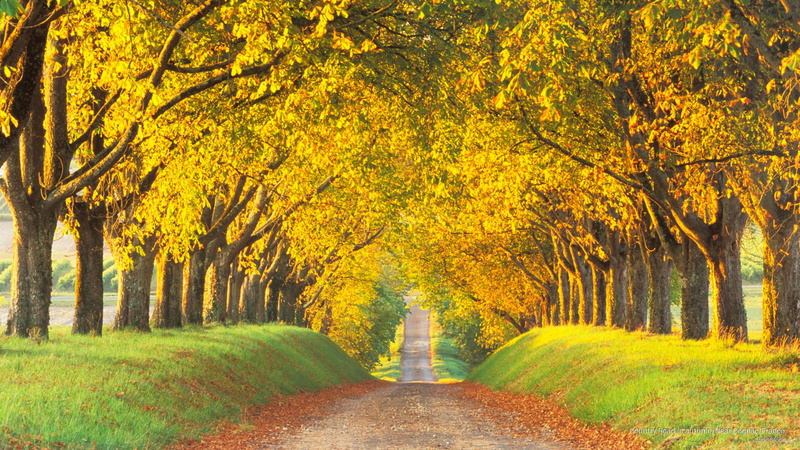 Fall, 2K, country, near, france, cognac, autumn, road