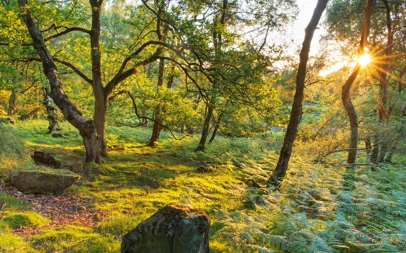 trees, kingdom, nature, moor, rays, stanton, light, grass, united, 5K