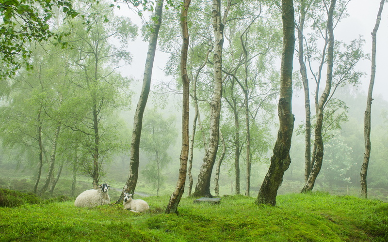 photography, plant, land, domestic animals, tree, animal themes, sheep, sheeps, village, mammal, tree trunk, Stanton Moor, tranquility, livestock, beauty in nature