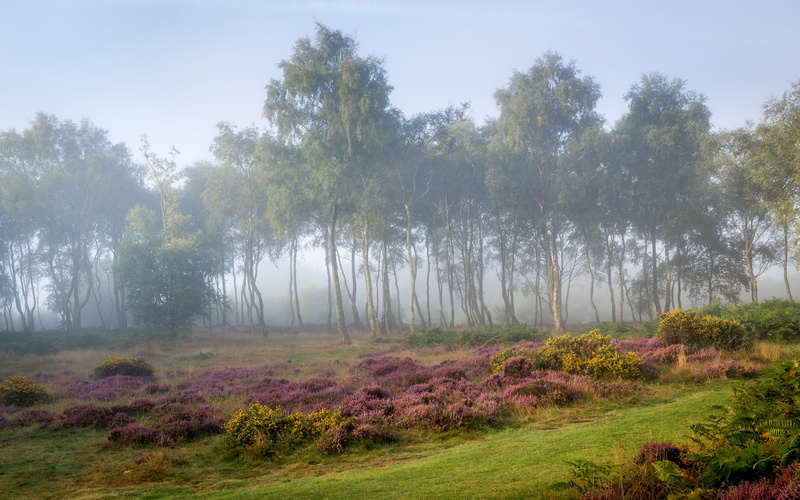 the bushes, Stanton Moor, glade, The Peak District, grass, fog, Peak District, morning, forest, Derbyshire, 4K, UK, trees