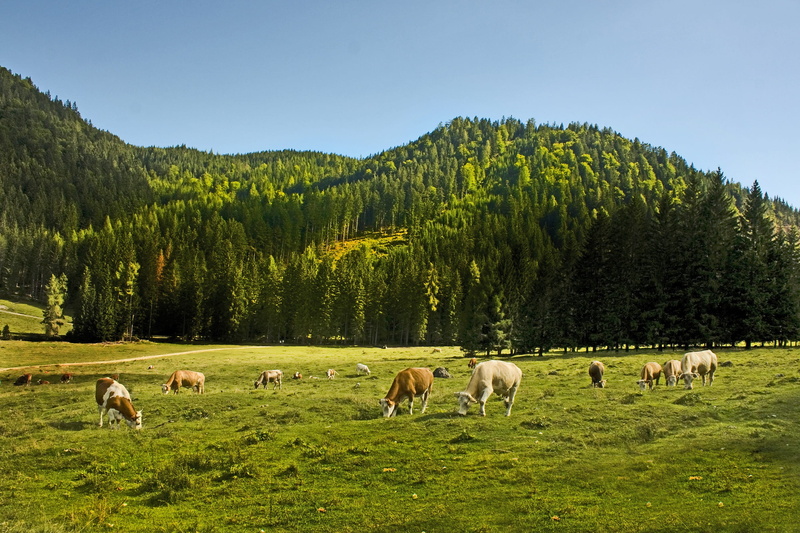 Allgäu, land, grazing, group of animals, pets, race, outdoors, animal, pasture, Bavaria, meadow, beef, colorful, nature, domestic animals, no people, Cows