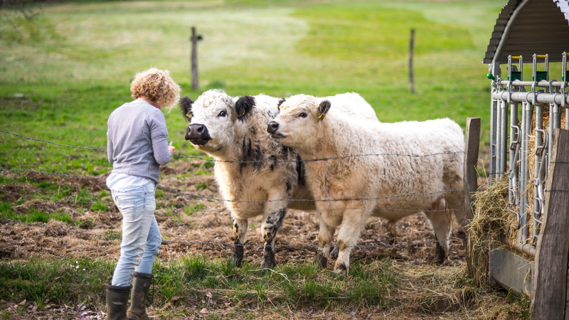 graze, cows, cattles, mammal, portrait, white, one person, herbivorous, light, domestic, lighting, woman, plant, group of animals, girl, 5K, meadow, calm