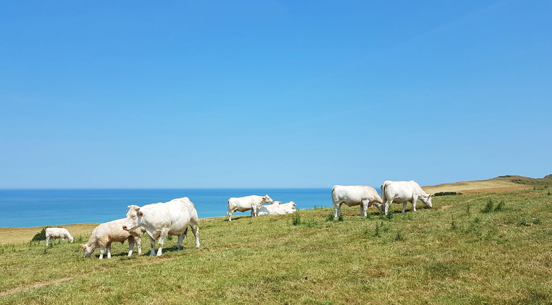 farm Animals, blue sky, land, agriculture, Cows, outdoors, domestic animals, rural Scene, pets, ranch, blue, grazing, Meadow, animals And Pets, domestic