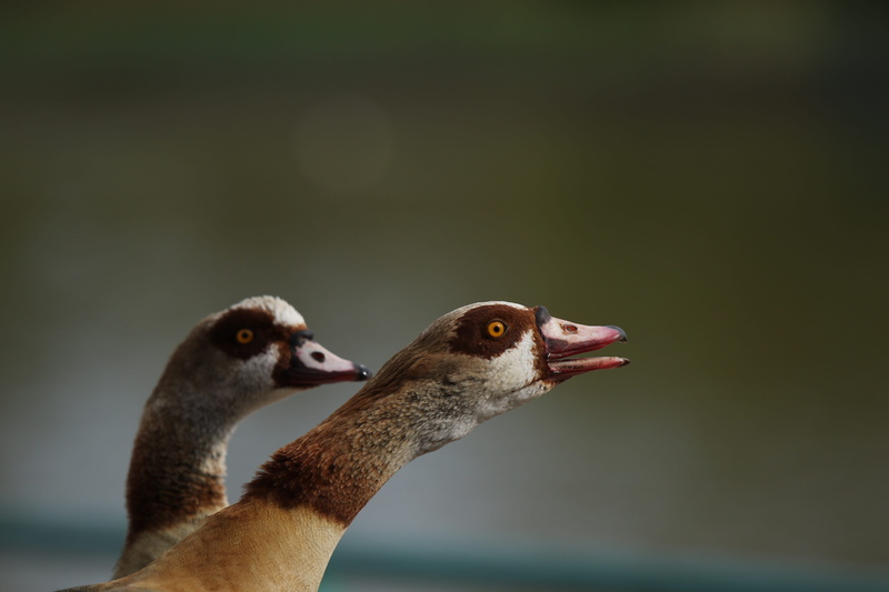 gees, vertebrate, day, outdoors, 5K, animal themes, bird, looking away, close-up, animal body part, animal neck, animal head, mouth open, animals, beak