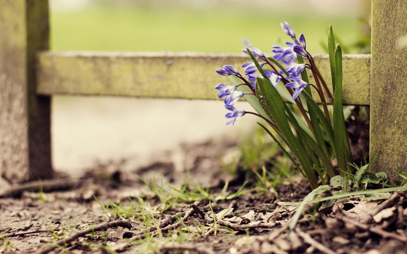 flowers, spring, nature, 2K, violet, heralds, 3d and abstract, sunny